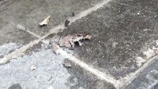 Public Pissing Compilation - Girls in Heat