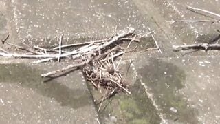 Hairy Oriental pussies take a leak outdoors while voyeur watches