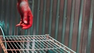 Rocky Unleashed Anal Domination of Sebastian Bluu