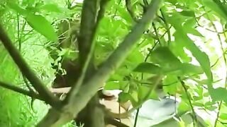 Wild Outdoor Blowjob and Hardcore Sex in the Woods