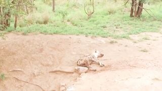 Ebony GF Rides Tight Black Cock On Safari Trip