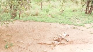 Ebony GF Rides Tight Black Cock On Safari Trip