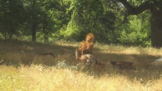Sexual lesbians romance passionately into the wild