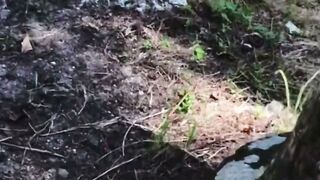 Investigation with Fires inside Siberia 81