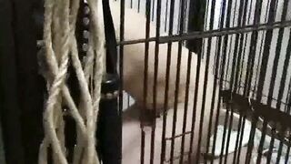 Japanese Bride Bound in Cage for Hardcore BDSM Slavery