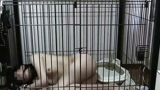 Japanese Bride Bound in Cage for Hardcore BDSM Slavery