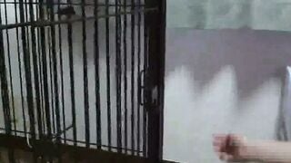 Japanese Bride Bound in Cage for Hardcore BDSM Slavery