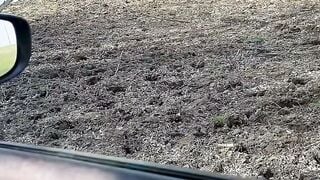 Chinese Stepsister Deepthroats Dick In Car Before Shaving Twat