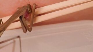 Live Praying Mantis Crawls Over Bare Nipple with Wooden Stick Guide