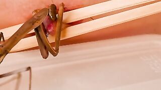 Live Praying Mantis Crawls Over Bare Nipple with Wooden Stick Guide