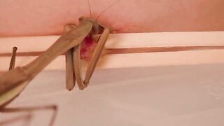 Live Praying Mantis Crawls Over Bare Nipple with Wooden Stick Guide