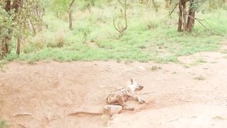Ebony Girlfriend Bares Natural Tits On Safari Car Ride