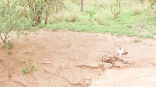 Ebony Girlfriend Bares Natural Tits On Safari Car Ride