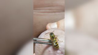 Bizarre Wasp CBT Insertion Extreme Fetish Anal Play