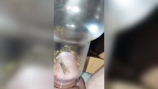 Bizarre Wasp CBT Insertion Fetish