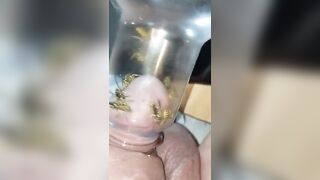 Bizarre Wasp CBT Insertion Fetish