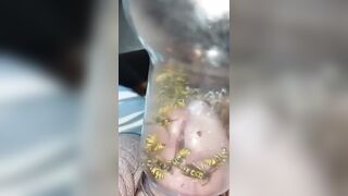 Bizarre Wasp CBT Insertion Fetish