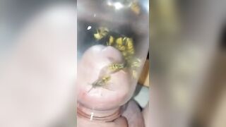 Bizarre Wasp CBT Insertion Fetish