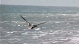 MALIBU - Los Angeles 1995 - (episode 14) California Retro