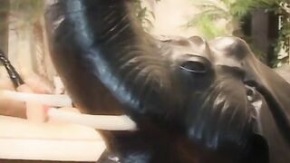 Ebony women gets on her knees to offer BLOWJOB and got banged